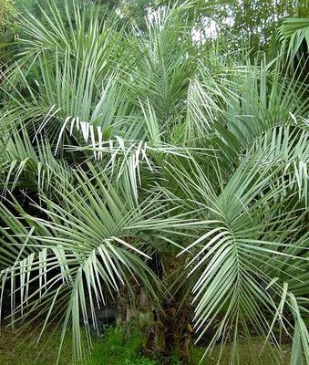 BUTIA CAPITATA